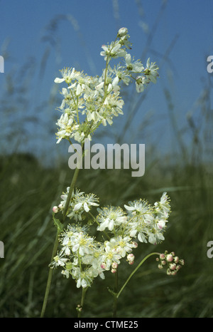 ASIATISCHE Filipendula Vulgaris (Rosengewächse) Stockfoto