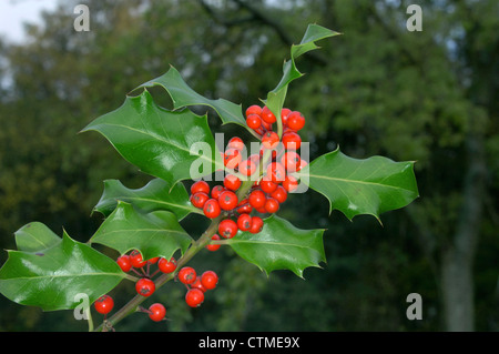 HOLLY Ilex Aquifolium (Phellinaceae) Stockfoto