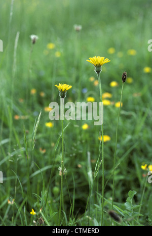 GERINGEREM HAWKBIT Leontodon Inselbogens (Asteraceae) Stockfoto