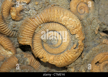 Ammonit Dactylioceras Athleticum Multi Block, Schlaifhausen, Deutschland Stockfoto