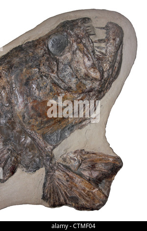 Fossil Cladocyclus Gardineri An ausgestorbenen räuberische Fische Araripe-Becken, Brasilien Stockfoto