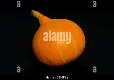 Pumpkin Kürbis - Studio mit einem schwarzen Hintergrund gedreht. Dieses Bild ist eine aus einer Reihe von drei ähnliche Winter Kürbis Bilder. Stockfoto