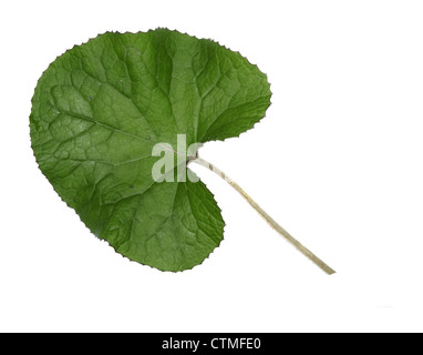 WINTER HELIOTROP Petasites Fragrans (Asteraceae) Stockfoto