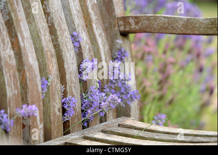 Eine Gartenbank, umgeben von Lavendel in einem englischen Garten UK Stockfoto