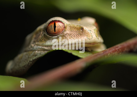 Forest Tree Frog (Leptopelis Natalensis) Blick in die Kamera, St Lucia Crocodile Centre, Kwazulu-Natal, Südafrika Stockfoto