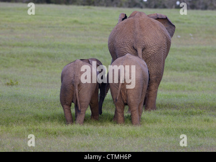 Drei Elefanten zu Fuß entfernt von der Kamera, Addo Elephant Nationalpark, Eastern Cape, Südafrika Stockfoto