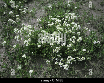 ENGLISCHE SCURVYGRASS Cochlearia Anglica (Brassicaceae) Stockfoto