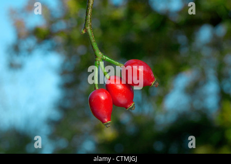 DOG-ROSE Rosa canina (Rosaceae) Stockfoto