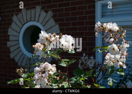 Sonnendurchflutetes weiß blühenden Rosenstrauch vor Wand des Hauses mit Rundfenster Stockfoto