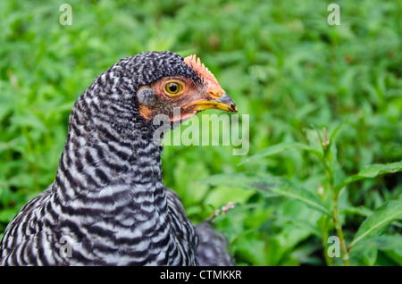 Plymouth Rock juvenile Huhn in Hof, Yarmouth, Maine, USA Stockfoto