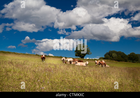 einige alpine Kühe auf bayerischen Sommerwiesen Stockfoto