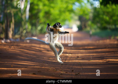 Ein Maughold Sifaka springen, Berenty, Madagaskar Stockfoto