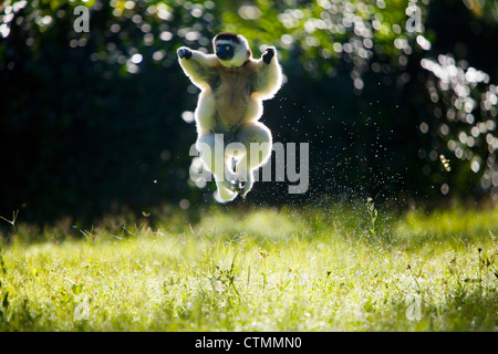 Ein Maughold Sifaka springen, Berenty, Madagaskar Stockfoto