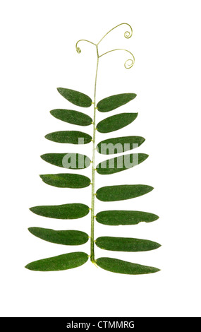 GETUFTET Wicke Vicia Cracca (Fabaceae) Stockfoto