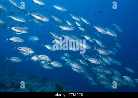 BigEye Trevally (Caranx Sexfasciatus) an einem tropischen Korallenriff vor den Inseln von Palau in Mikronesien. Stockfoto