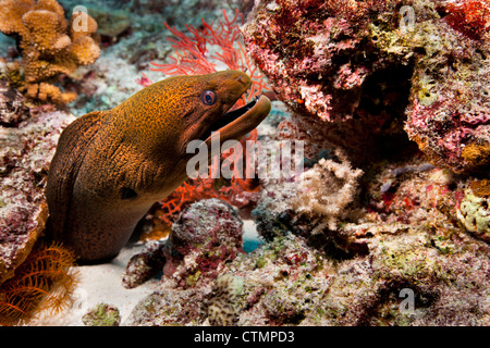 Riesen Muräne (Gymnothorax Javanicus) an einem tropischen Korallenriff vor den Inseln von Palau in Mikronesien. Stockfoto