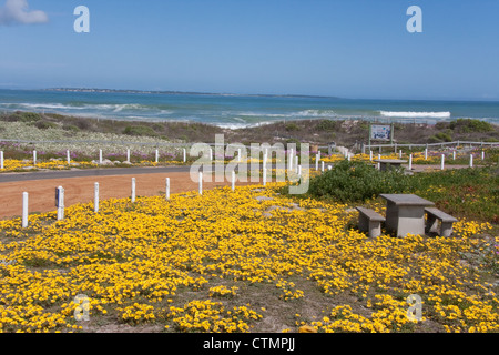 Gelbe Wiesenblumen, Kap Westküste an der Blaauwberg Erhaltung, in der Nähe von Blaauwberg, Western Cape, South Africa Stockfoto