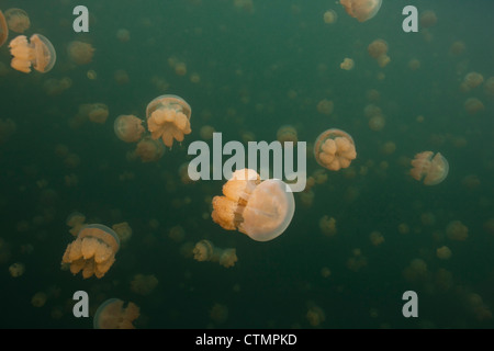 Goldene Quallen (Mastigias Papua Etpisoni) im Jellyfish Lake auf Eil Malk Insel in die Republik Palau. Stockfoto