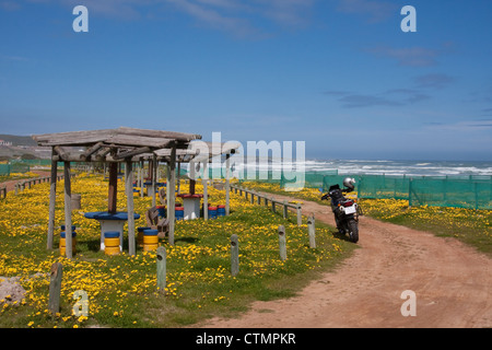 Gelbe Wiesenblumen, Kap Westküste an der Blaauwberg Erhaltung, in der Nähe von Blaauwberg, Western Cape, South Africa Stockfoto