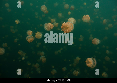 Goldene Quallen (Mastigias Papua Etpisoni) im Jellyfish Lake auf Eil Malk Insel in die Republik Palau. Stockfoto