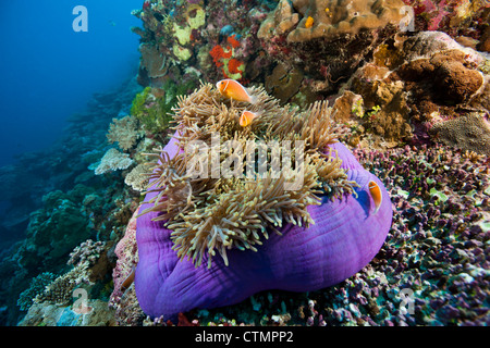 Rosa Anemonenfische (Amphiprion Perideraion) auf einer prächtigen Anemone (Heteractis Magnifica) Stockfoto