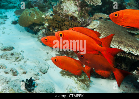 Halbmond-Tail Bigeye (Priacanthus Hamrur) an einem tropischen Korallenriff in Ulong Channel vor den Inseln von Palau in Mikronesien. Stockfoto