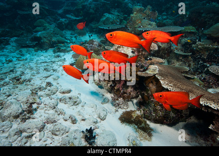 Halbmond-Tail Bigeye (Priacanthus Hamrur) an einem tropischen Korallenriff in Ulong Channel vor den Inseln von Palau in Mikronesien. Stockfoto