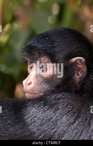 Porträt von einem schwarz-faced oder peruanische schwarze Klammeraffe (Ateles Chamek), Provinz von Tambopata, Abteilung von Madre De Dios, Peru Stockfoto