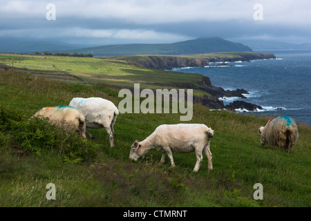 Schafe auf der Dingle Halbinsel Südküste zwischen Stadt Dingle und Slea Head. Stockfoto