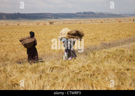 Frau in Teff Feld, Gondar, Äthiopien, Afrika Stockfoto