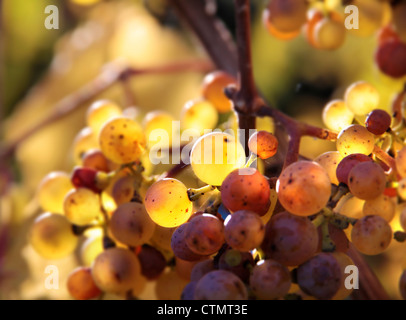 Riesling-Wein-Trauben im Herbst in der Nähe von Kiedrich, Rheingau, Hessen, Deutschland Stockfoto