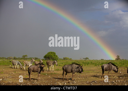 Eine Herde Gnus und eine kleine Herde von Ebenen Zebra, Etosha Nationalpark, Etoscha, Namibia Stockfoto