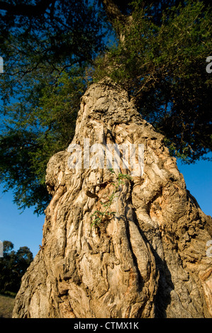 Mana Pools Nationalpark, Simbabwe Stockfoto