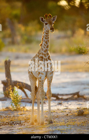 Voller Länge Blick auf eine junge Giraffe, Okavango Delta, Botswana Stockfoto