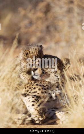 Gepard (Acinonyx Jubatus). Weibchen mit seinen verspielten 39 Tage alt männliche Jungtier. Namibia, Südafrika Stockfoto