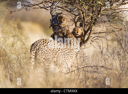 Gepard (Acinonyx Jubatus). Mit den beiden weiblichen oben 40 Tage alt männlichen jungen die spielerisch kletterten einen kleinen Dornenbaum. Namibia Stockfoto