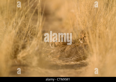 Gepard (Acinonyx Jubatus). Zwei ruhenden 41 Tage alt männliche Jungtiere. Namibia, Südafrika Stockfoto