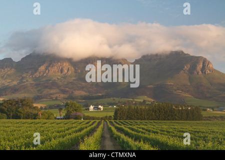 Weinberge mit Gehöft in der Nähe von Stellenbosch, Western Cape, Südafrika Stockfoto