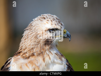 Red tailed Hawk suchen hautnah Stockfoto