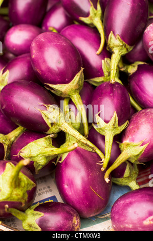 indische Auberginen oder Aubergine zum kochen Zutaten wie Currys. Stockfoto