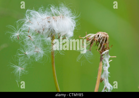 Löwenzahn-Samen-Leiter, Walter Sisulu Botanischer Garten, Johannesburg, Gauteng, Südafrika Stockfoto