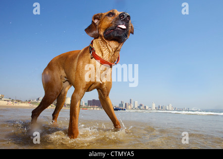 Hund, waten im Meer, Durban, Kwa-Zulu Natal, Südafrika Stockfoto