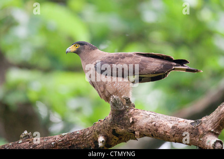 Die Crested Schlange-Adler auf der Suche fast ein Teil des Baumes im Nagarhole National Park, Kabini Seite. Stockfoto