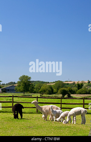 Alpakas auf einer Farm bei Affpuddle, Dorset Stockfoto