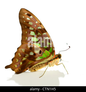 Graphium isoliert auf weißem Hintergrund Stockfoto