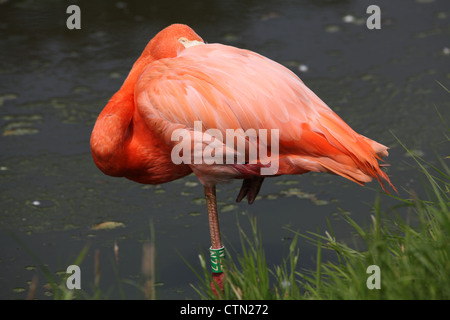 Whipsnade Zoo. 27. Juli 2012. Karibik oder rosa Flamingo im Wasser Stockfoto