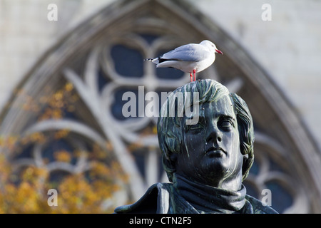 Rot-billed Gull hocken auf Statue von Robbie Burns, Dunedin Neuseeland 2 Stockfoto