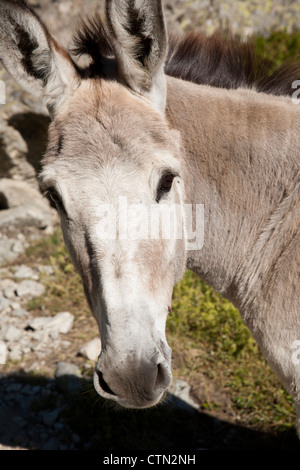 Esel, in der Nähe von Cuneo, Italien Stockfoto