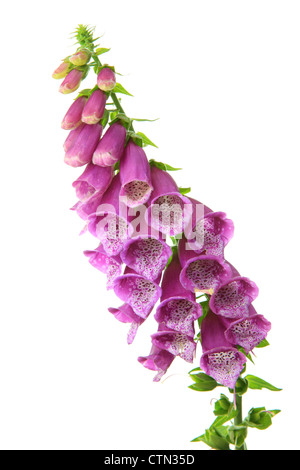 Fingerhut (Digitalis Purpurea) auf weißem Hintergrund Stockfoto