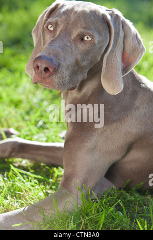 Weimaraner Hund ruhig in einem Park im Sommersonnenschein Verlegung Stockfoto